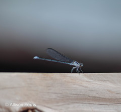 Argia moesta