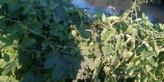 Humulus lupulus