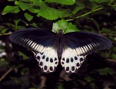 Papilio polymnestor