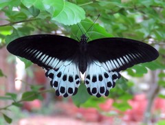 Papilio polymnestor