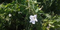 Calystegia sepium