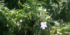 Calystegia sepium