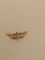 Pycnarmon alboflavalis