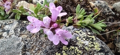 Thymus glabricaulis