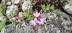 Thymus glabricaulis
