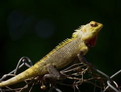 Calotes versicolor