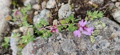 Thymus glabricaulis