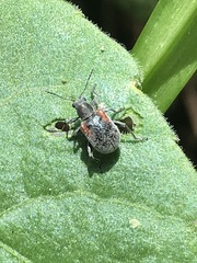 Neofidia humeralis