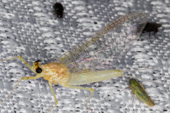 Maccaffertium terminatum