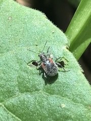 Neofidia humeralis