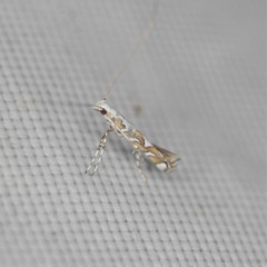 Acrocercops albinatella