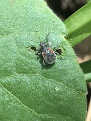 Neofidia humeralis
