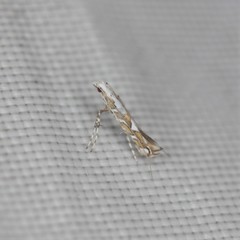 Acrocercops albinatella