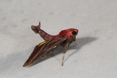 Toccolosida rubriceps