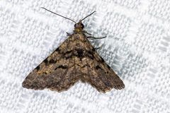 Digrammia gnophosaria