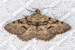 Digrammia gnophosaria