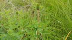 Dalea foliosa