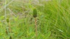 Dalea foliosa
