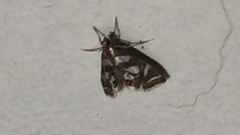 Chrysendeton