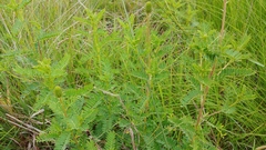 Dalea foliosa