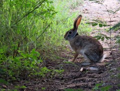 Lepus nigricollis