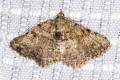 Digrammia gnophosaria