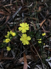 Hibbertia cistiflora