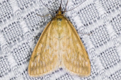 Sitochroa chortalis