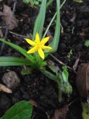 Hypoxis mexicana