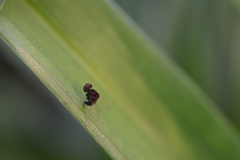 Chrysopilus basilaris