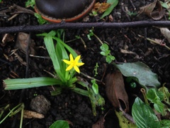 Hypoxis mexicana