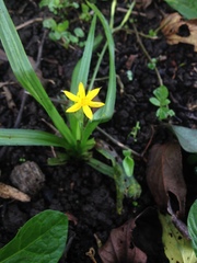 Hypoxis mexicana