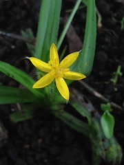 Hypoxis mexicana