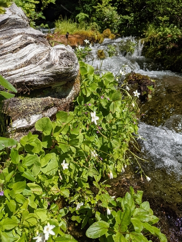 Image of Claytonia cordifolia by (c) Dominic Gentilcore, some rights reserved (CC BY)