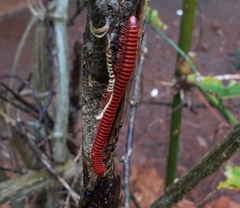Trigoniulus corallinus