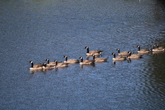 Branta canadensis moffitti