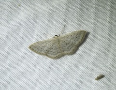 Scopula sublinearia