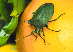 Biprorulus bibax