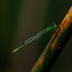 Agriocnemis kalinga