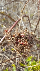 Phyllocoptes fructiphilus