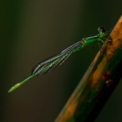 Agriocnemis kalinga