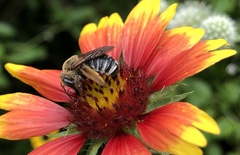 Melissodes comptoides