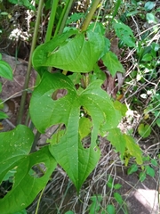 Dioscorea sambiranensis