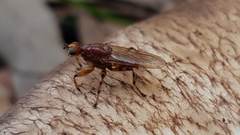 Tapeigaster annulipes