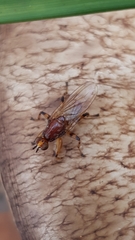 Tapeigaster annulipes