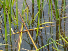 Ischnura aralensis