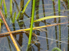 Ischnura aralensis
