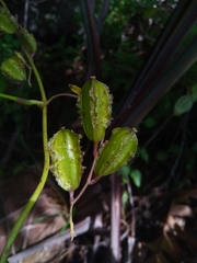 Dioscorea sambiranensis