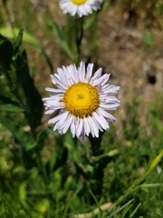 Erigeron aliceae