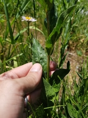 Erigeron aliceae
